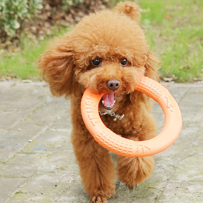 1 шт., рычаг-экшн для обучения – обзор и цена Flying Disc Dog Training Toy