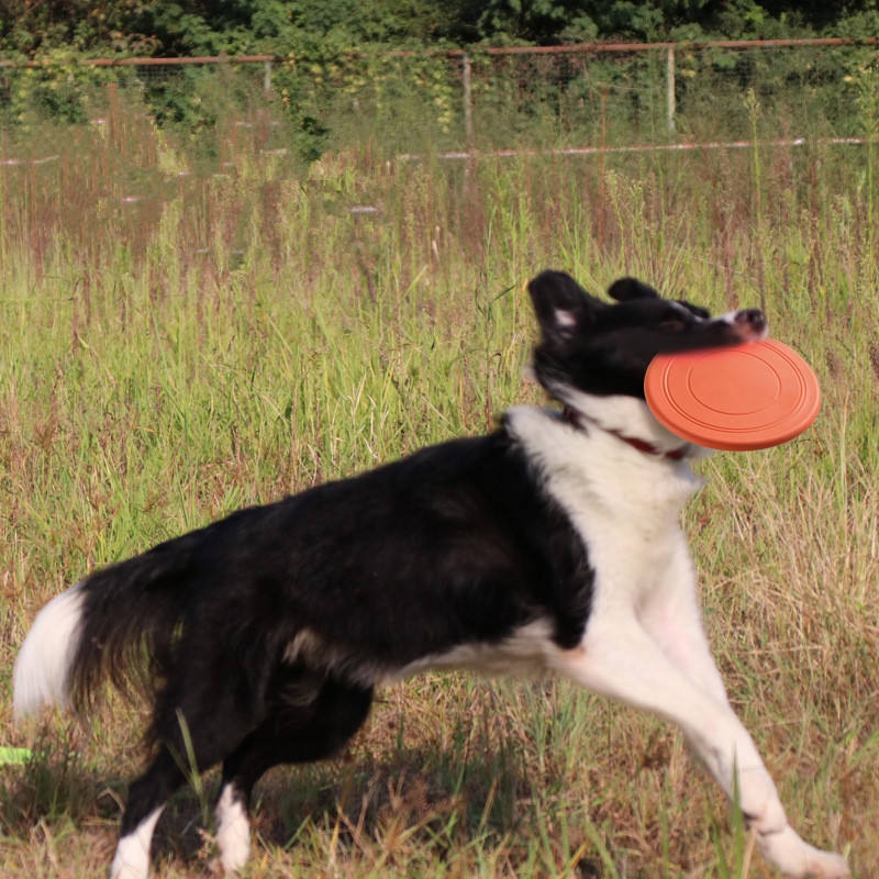Прочный, устойчивый к разрывам – обзор и цена Flying Disc Dog Training Toy