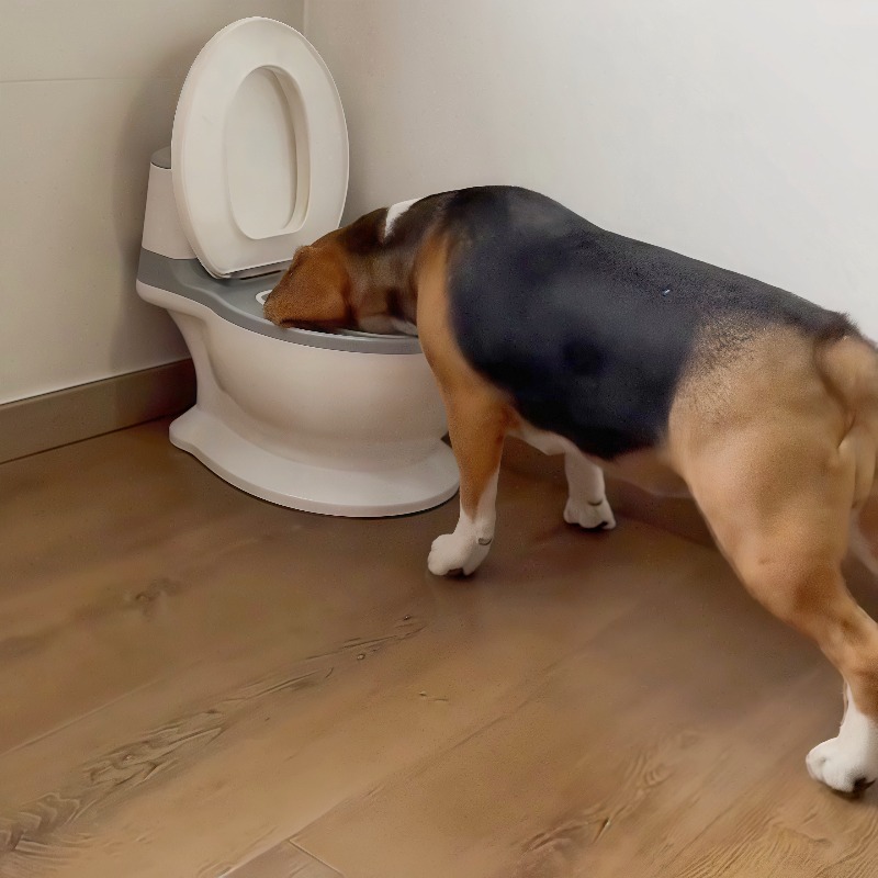 Новая забавная креативная миск – обзор и цена Pet Feeders