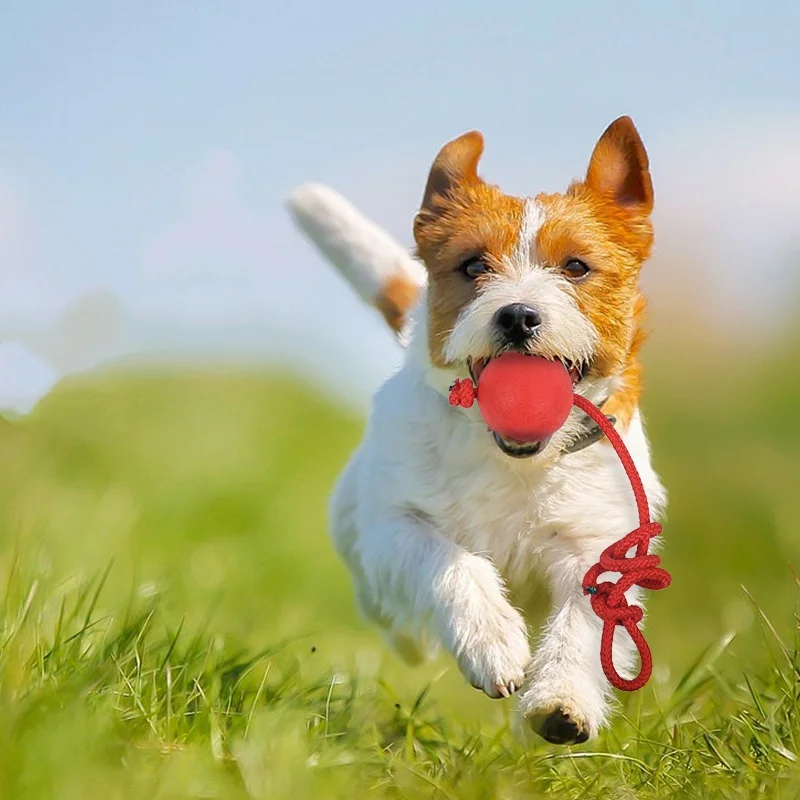 Неразрушимый мяч для собак, иг – обзор и цена Indestructible Dog Chew Toy